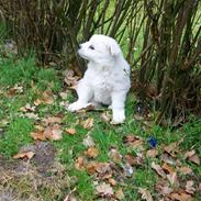 Samojedhund Bianca