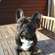 Fransk bulldog Jokerface Boss Hoss 