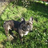 Fransk bulldog Jokerface Boss Hoss 