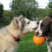 Field Trial spaniel Laika