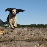 Field Trial spaniel Laika