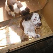 Field Trial spaniel Laika