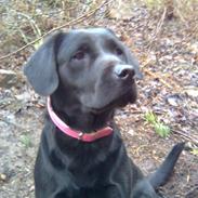 Labrador retriever Blacky