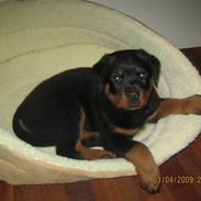 Rottweiler Baloo