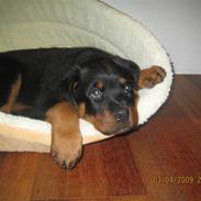 Rottweiler Baloo
