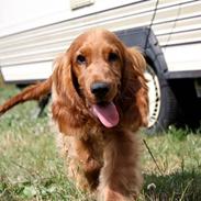 Cocker spaniel alfred (fredo)