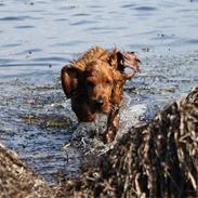 Cocker spaniel alfred (fredo)