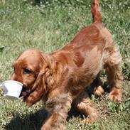 Cocker spaniel alfred (fredo)