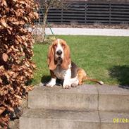 Basset hound Ludvig