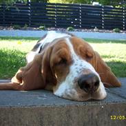 Basset hound Ludvig