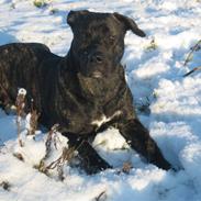 Blanding af racer Saphia