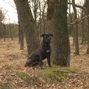 Blanding af racer Saphia