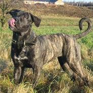 Blanding af racer Saphia