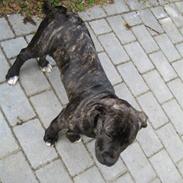 Blanding af racer Saphia