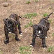 Blanding af racer Saphia