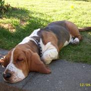 Basset hound Ludvig