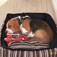 Basset hound Ludvig