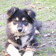 Finsk lapphund Ashlan *Nye Billeder 9/4*