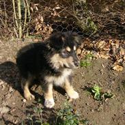 Finsk lapphund Ashlan *Nye Billeder 9/4*