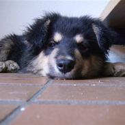 Finsk lapphund Ashlan *Nye Billeder 9/4*