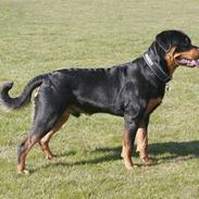 Rottweiler Felix