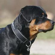 Rottweiler Felix