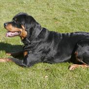 Rottweiler Felix