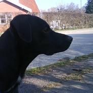 Blanding af racer oliwer