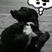 Blanding af racer oliwer