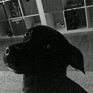 Blanding af racer oliwer