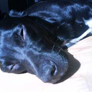 Blanding af racer oliwer