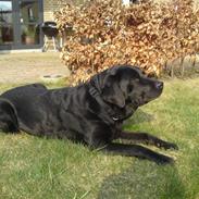 Labrador retriever Frida *hvil i fred*