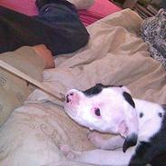 Amerikansk staffordshire terrier Bullet