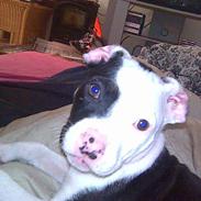 Amerikansk staffordshire terrier Bullet