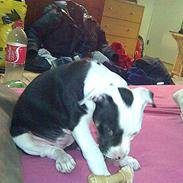 Amerikansk staffordshire terrier Bullet