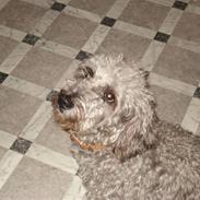 Blanding af racer Theis (Theison)