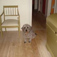 Blanding af racer Theis (Theison)