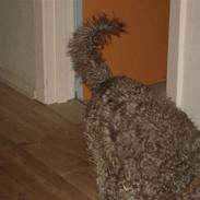 Blanding af racer Theis (Theison)