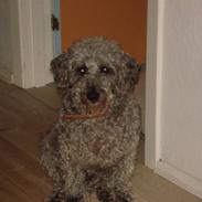 Blanding af racer Theis (Theison)