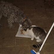 Blanding af racer Theis (Theison)