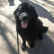 Blanding af racer Thor