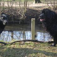 Blanding af racer Thor