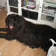 Blanding af racer Thor