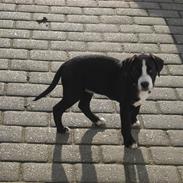 Amerikansk staffordshire terrier rex