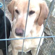 Labrador retriever Schully- Aflivet /;