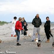 Chihuahua Gucci (Christian Dior)