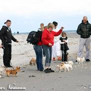 Chihuahua Gucci (Christian Dior)