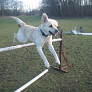 Labrador retriever Sigurd
