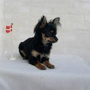 Chihuahua Gucci (Christian Dior)