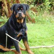 Rottweiler Cæsar